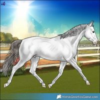 Horse Color:Blue Roan Appaloosa Rabicano 