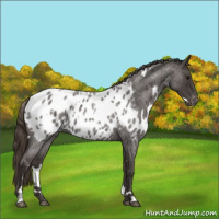 Horse Color:White Spotted Smoky Blue Roan Appaloosa