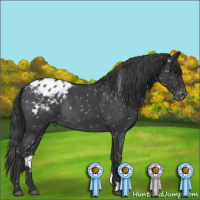 Horse Color:Blue Roan Snowflake Varnish Rabicano 