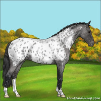 Horse Color:Blue Roan Appaloosa 