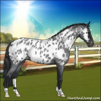 Horse Color:Blue Roan Appaloosa 