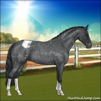 Horse Color:Blue Roan Appaloosa 