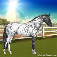 Horse Color:White Spotted Blue Roan Appaloosa Rabicano 