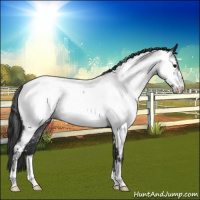 Horse Color:Blue Roan Near Fewspot 