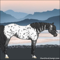 Horse Color:Blue Roan Appaloosa