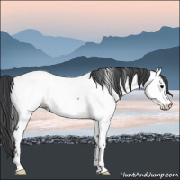 Horse Color:Blue Roan Near Fewspot 