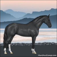 Horse Color:Blue Roan 