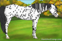Horse Color:Blue Roan Appaloosa 