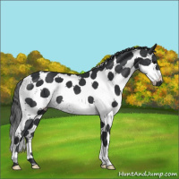 Horse Color:White Spotted Black Tobiano 