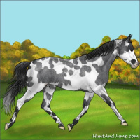 Horse Color:Blue Roan Splash Tobiano 