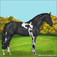 Horse Color:Black Tobiano 