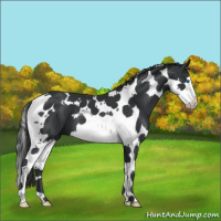 Horse Color:Black Splash Tobiano 