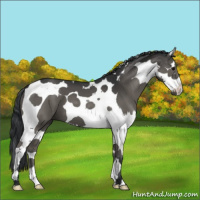 Horse Color:Black Splash Tobiano 