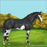 Horse Color:Black Splash 