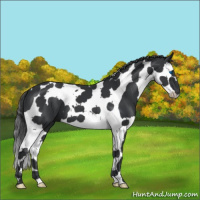 Horse Color:Black Splash Tobiano 