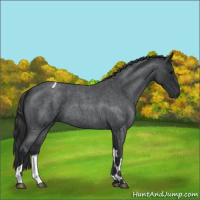 Horse Color:Blue Roan Tobiano 