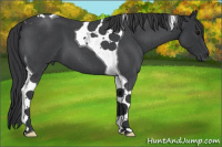Horse Color:Blue Roan Tobiano 
