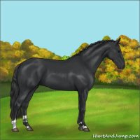 Horse Color:Black Tobiano 