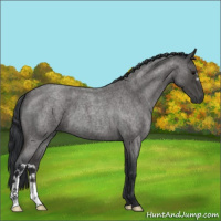 Horse Color:Blue Roan 
