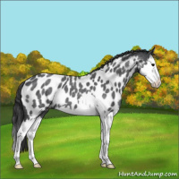 Horse Color:Blue Roan Splash Near Leopard 