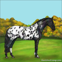 Horse Color:Midnight Black Ice Near Leopard