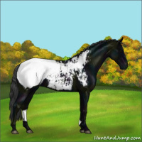 Horse Color:Midnight Black Appaloosa Rabicano 