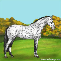 Horse Color:Midnight Blue Ice Roan Appaloosa Rabicano 