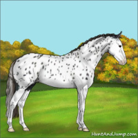 Horse Color:Midnight Smoky Black Ice Splash Appaloosa Rabicano 