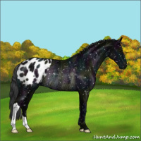Horse Color:Midnight Black Appaloosa Rabicano 