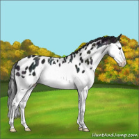 Horse Color:Midnight Black Ice Splash Appaloosa Rabicano