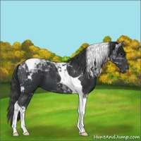 Horse Color:Black Tobiano 