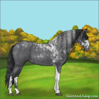 Horse Color:Blue Roan Tobiano 