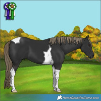 Horse Color:Liver Chestnut Tobiano 