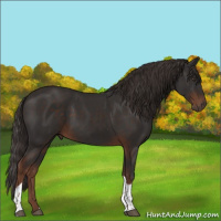 Horse Color:Liver Chestnut Tobiano