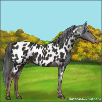 Horse Color:Liver Chestnut Appaloosa 