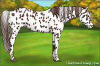 Horse Color:Liver Chestnut Appaloosa Rabicano 