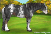 Horse Color:White Spotted Liver Chestnut 