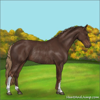 Horse Color:Liver Chestnut Rabicano 