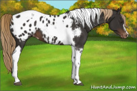Horse Color:Liver Chestnut Tobiano Appaloosa 