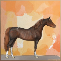 Horse Color:Liver Chestnut Appaloosa Rabicano