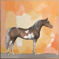 Horse Color:Silver Brown Dun Tobiano Frame Varnish Rabicano 