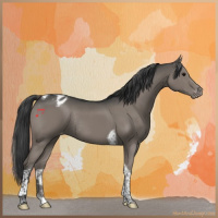 Horse Color:Grullo Tobiano Appaloosa Rabicano 