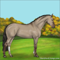 Horse Color:Liver Red Dun 