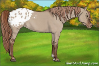 Horse Color:Liver Red Dun Roan Appaloosa 