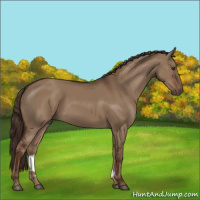 Horse Color:Liver Red Dun 