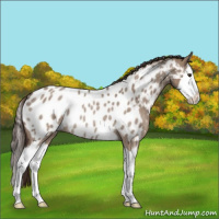 Horse Color:Liver Red Dun Roan Splash Appaloosa Rabicano 