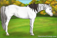 Horse Color:Liver Chestnut Sabino Rabicano 