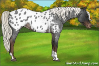 Horse Color:Liver Red Roan Mushroom Tobiano Appaloosa Rabicano 