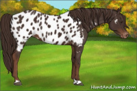 Horse Color:Liver Chestnut Appaloosa 