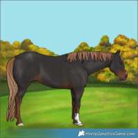 Horse Color:Liver Chestnut 